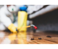 OZ Cockroach Control Brisbane