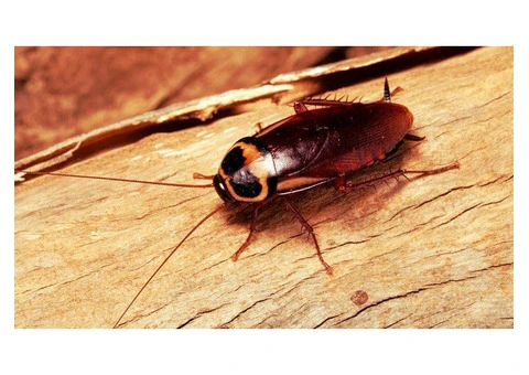 OZ Cockroach Control Brisbane - 2/2