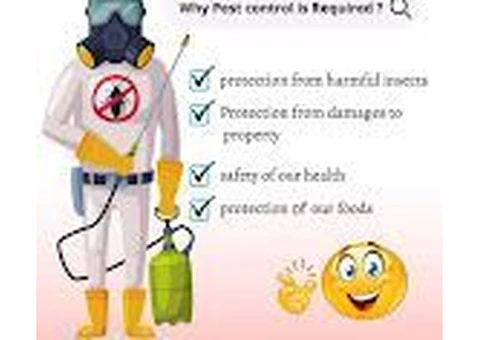 Affordable Anti Termite Pest Control Near Me || Star Pest Control