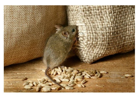 OZ Rodent Control Brisbane - 1/4