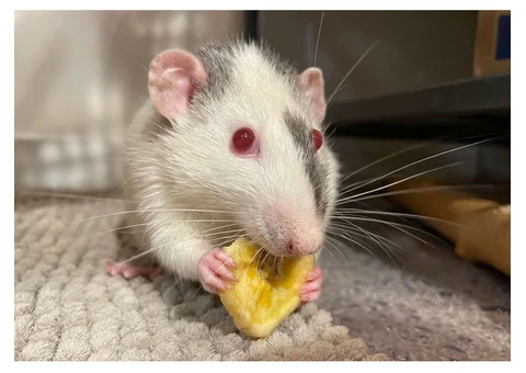 OZ Rodent Control Brisbane - 2/4