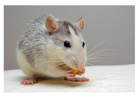 OZ Rodent Control Brisbane - 3/4