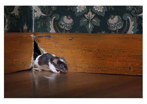 OZ Rodent Control Brisbane - 4/4