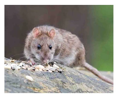 OZ Rodent Control Sydney
