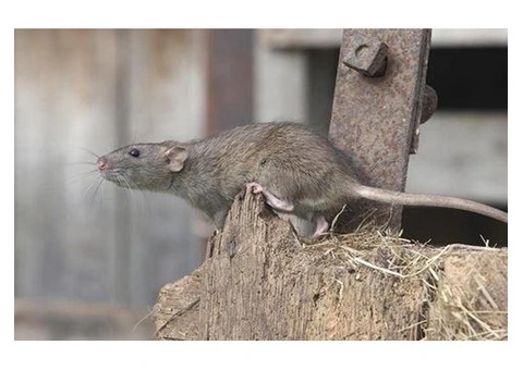 OZ Rodent Control Sydney - 3/5