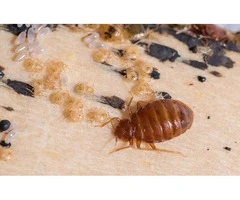 Dereks Bed Bug Control Brisbane