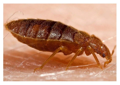 Dereks Bed Bug Control Brisbane - 4/5