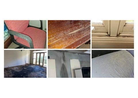Mould Inspection Sydney | Mould Removal | Integrated Environmental