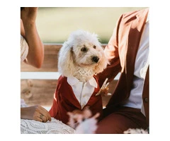 Perfect Wedding Dress & Suit Alterations in Brisbane – The Fitting Room on Edward