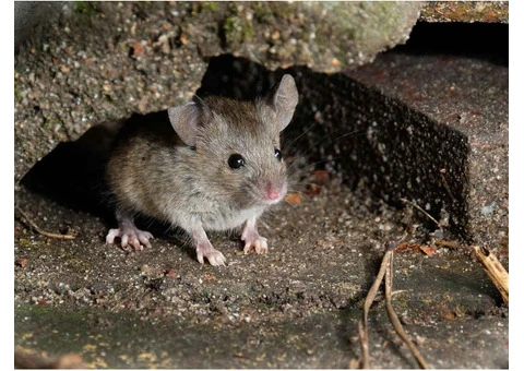 Dereks Rodent Control Sydney - 1/5