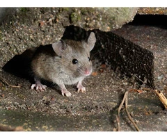 Dereks Rodent Control Sydney
