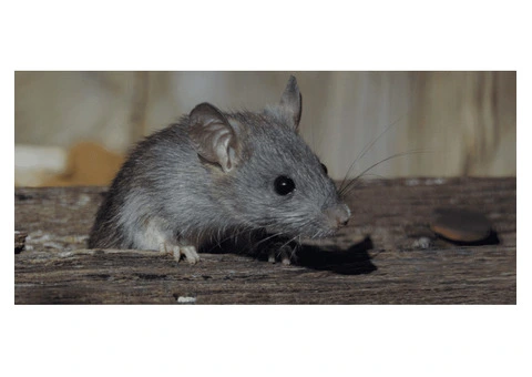 Dereks Rodent Control Sydney - 2/5