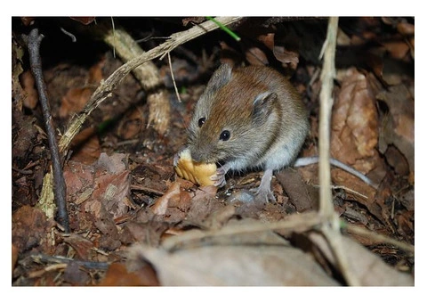 Dereks Rodent Control Sydney - 3/5