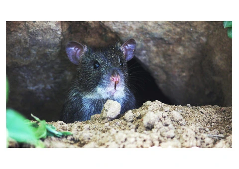 Dereks Rodent Control Sydney - 4/5