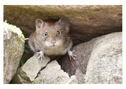 Dereks Rodent Control Sydney - 5/5