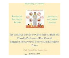 Affordable Anti Termite Pest Control Near Me || Star Pest Control