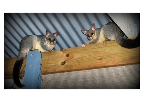 Effective Possum Entry Blocking Services in Melbourne