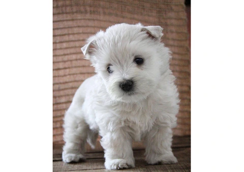 Westies Puppies