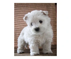 Westies Puppies
