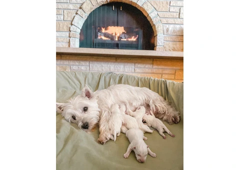 Westies Puppies - 2/2