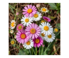 Exquisite Cut Flowers in Sydney by Susan Avery
