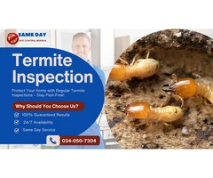 Effective Termite Control & Pest Removal in Mernda – Protect Your Property Today