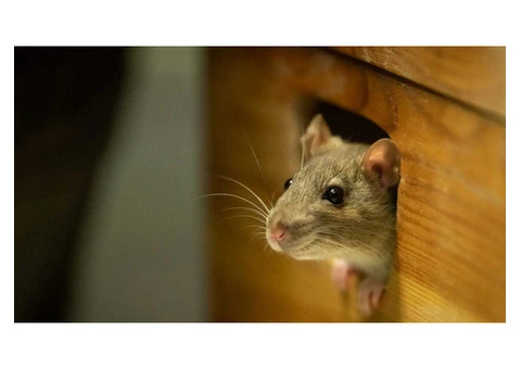 Pest Patrol Mice Exterminator Melbourne - 1/3