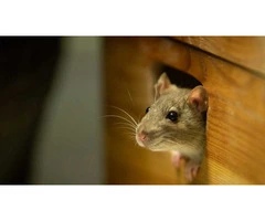 Pest Patrol Mice Exterminator Melbourne