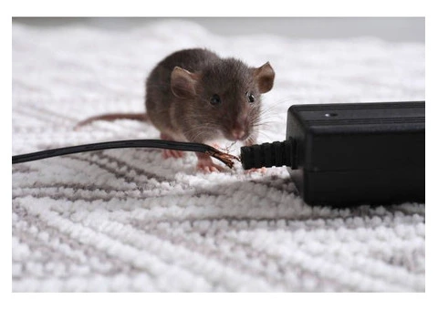 Pest Patrol Mice Exterminator Melbourne - 2/3