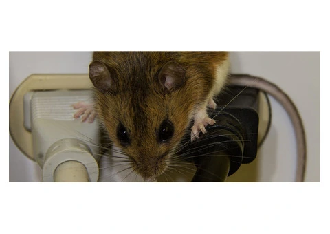 Pest Patrol Mice Exterminator Melbourne - 3/3