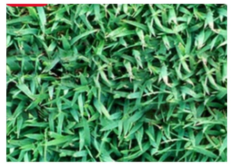 Lawn Grass Supplier Brisbane