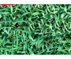 Lawn Grass Supplier Brisbane