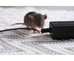 Pest Patrol Mice Removal Sydney