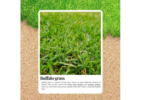 Say Goodbye to Patchy Lawns with Turf Buffalo