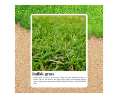 Say Goodbye to Patchy Lawns with Turf Buffalo