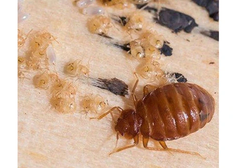Dereks Bed Bug Control Perth - 1/4