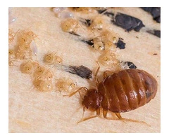 Dereks Bed Bug Control Perth