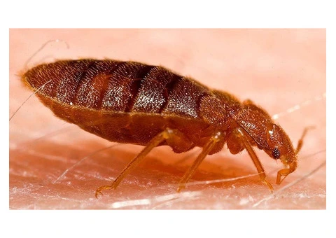 Dereks Bed Bug Control Perth - 2/4