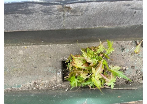 Gutter cleaning on The Mornington Peninsula - 1/8