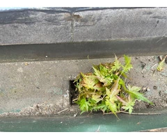 Gutter cleaning on The Mornington Peninsula