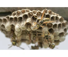 Dereks Wasp Removal Perth