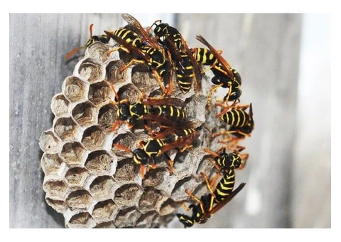 Dereks Wasp Removal Perth - 3/4