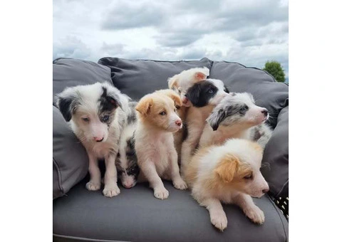 Border Collie Pups Pedigree - 1/3