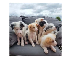Border Collie Pups Pedigree