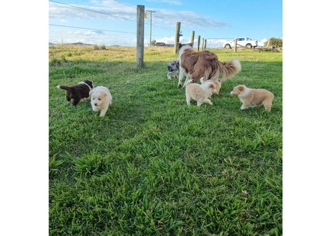 Border Collie Pups Pedigree - 2/3
