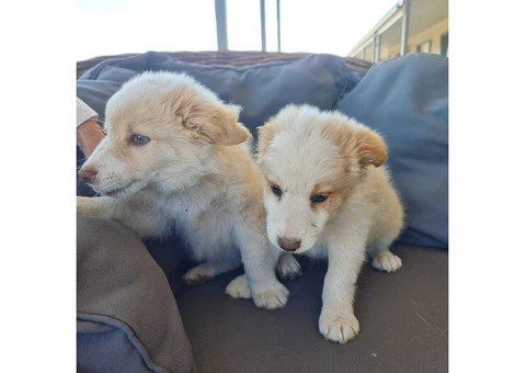 Border Collie Pups Pedigree - 3/3