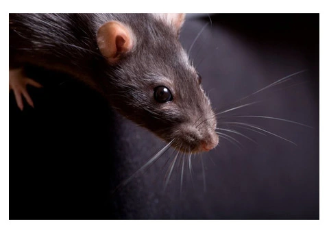 Sure Fire Rodent Control Melbourne - 1/5