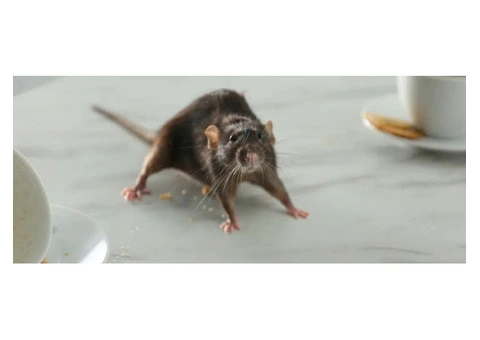 Sure Fire Rodent Control Melbourne - 4/5