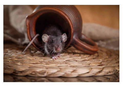 Sure Fire Rodent Control Melbourne - 5/5