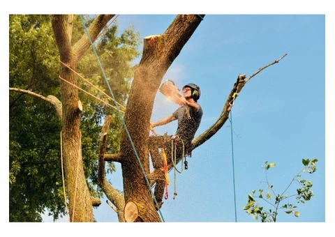 Tree Removal Eastern Suburbs Sydney